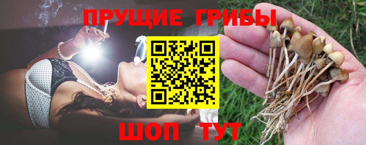 Псилоцибиновые грибы GOLDEN TEACHER  сколько стоит  Вход с VPN  Архангельск  Псилоцибиновые грибы Psilocybine cubensis 